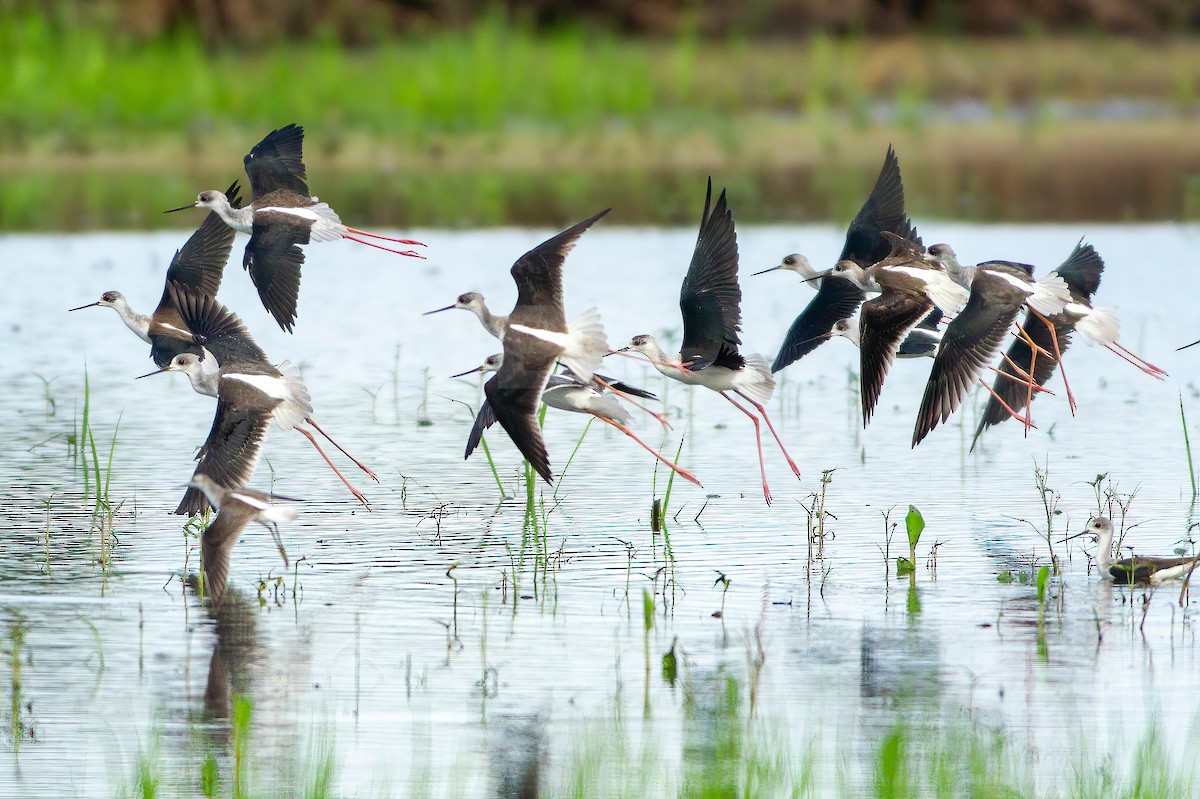 Black-winged Stilt - Jason Bugay Reyes