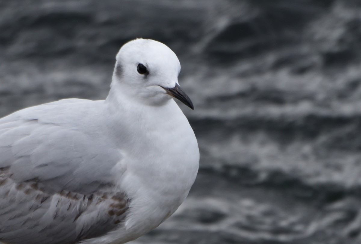 Bonaparte's Gull - ML611021740