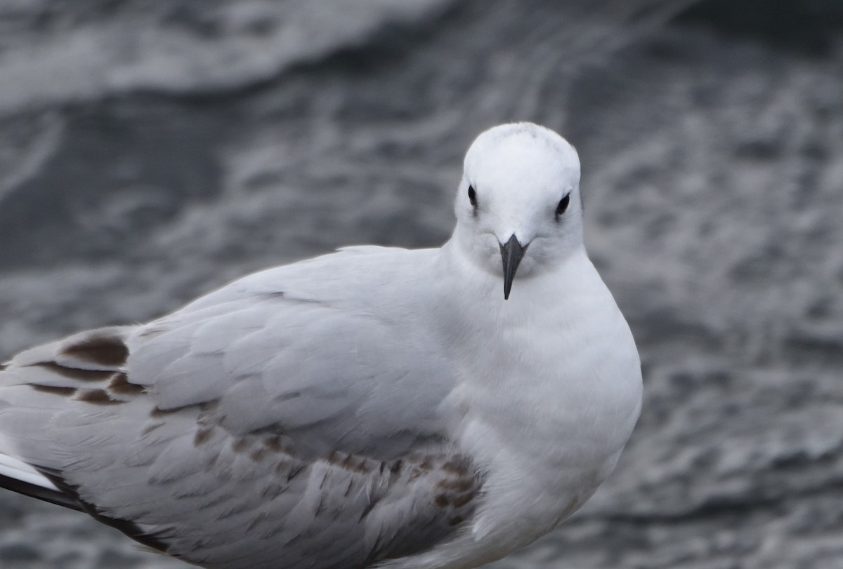 Bonaparte's Gull - ML611021741