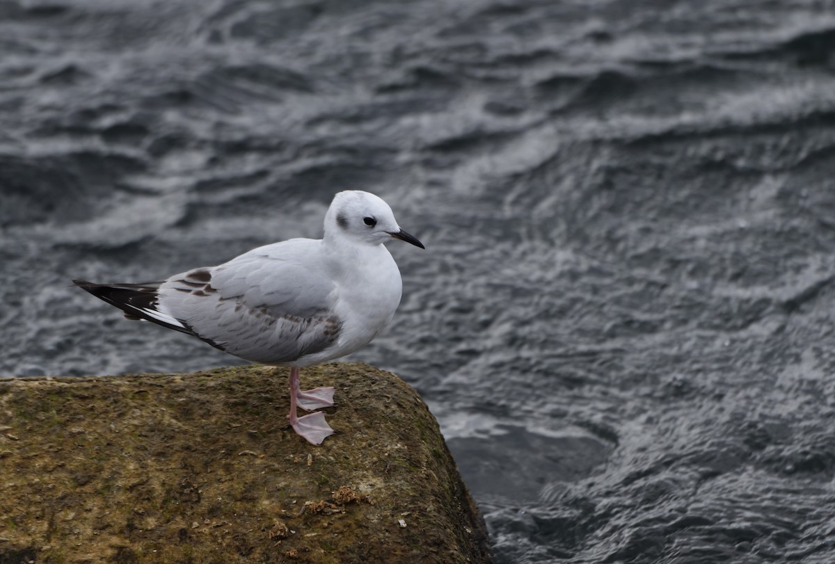 Bonaparte's Gull - ML611021742