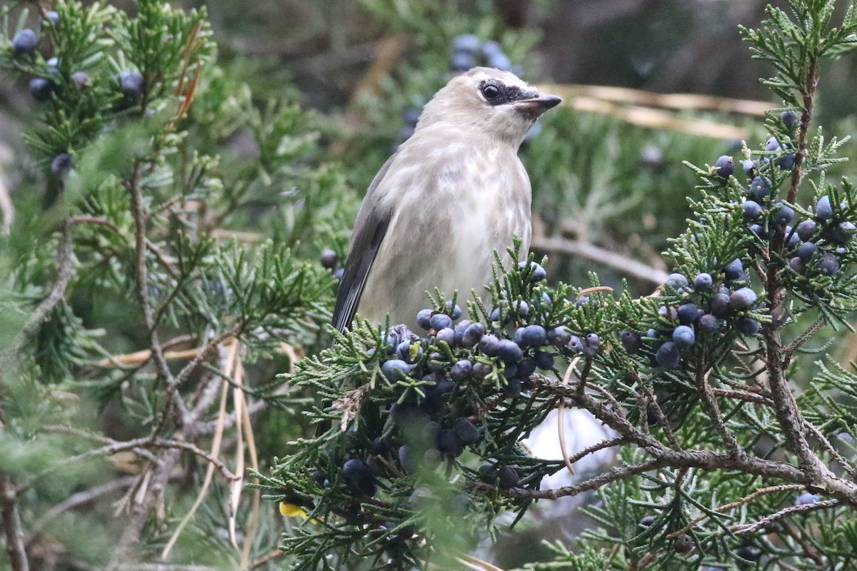 Cedar Waxwing - ML611021755