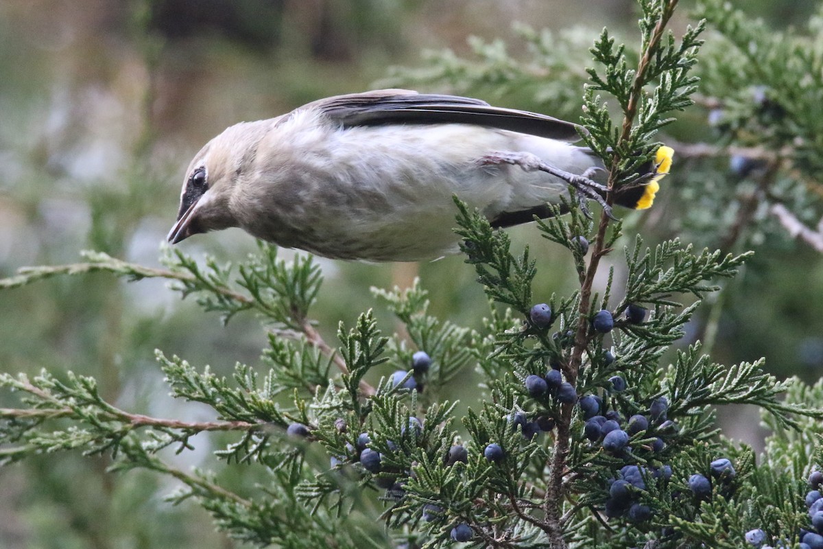 Cedar Waxwing - ML611021757