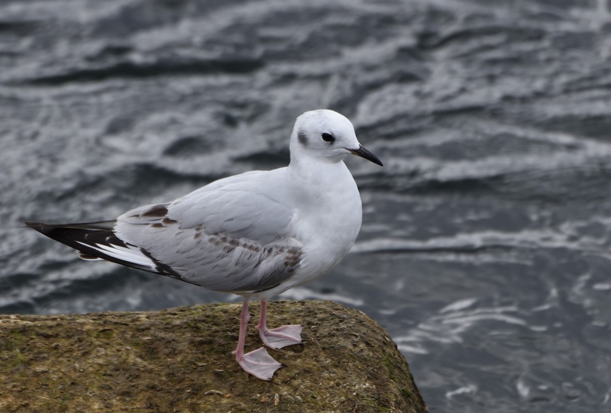 Bonaparte's Gull - ML611021760