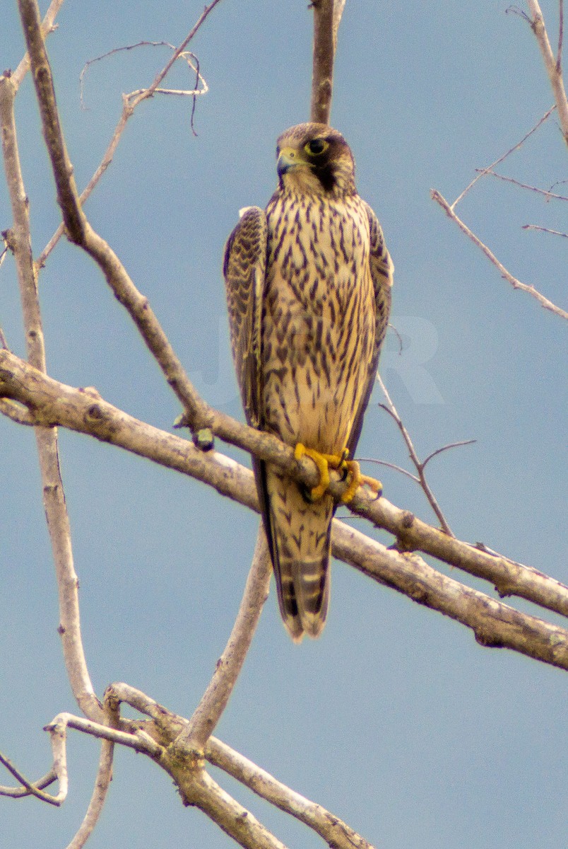 Peregrine Falcon - ML611021779