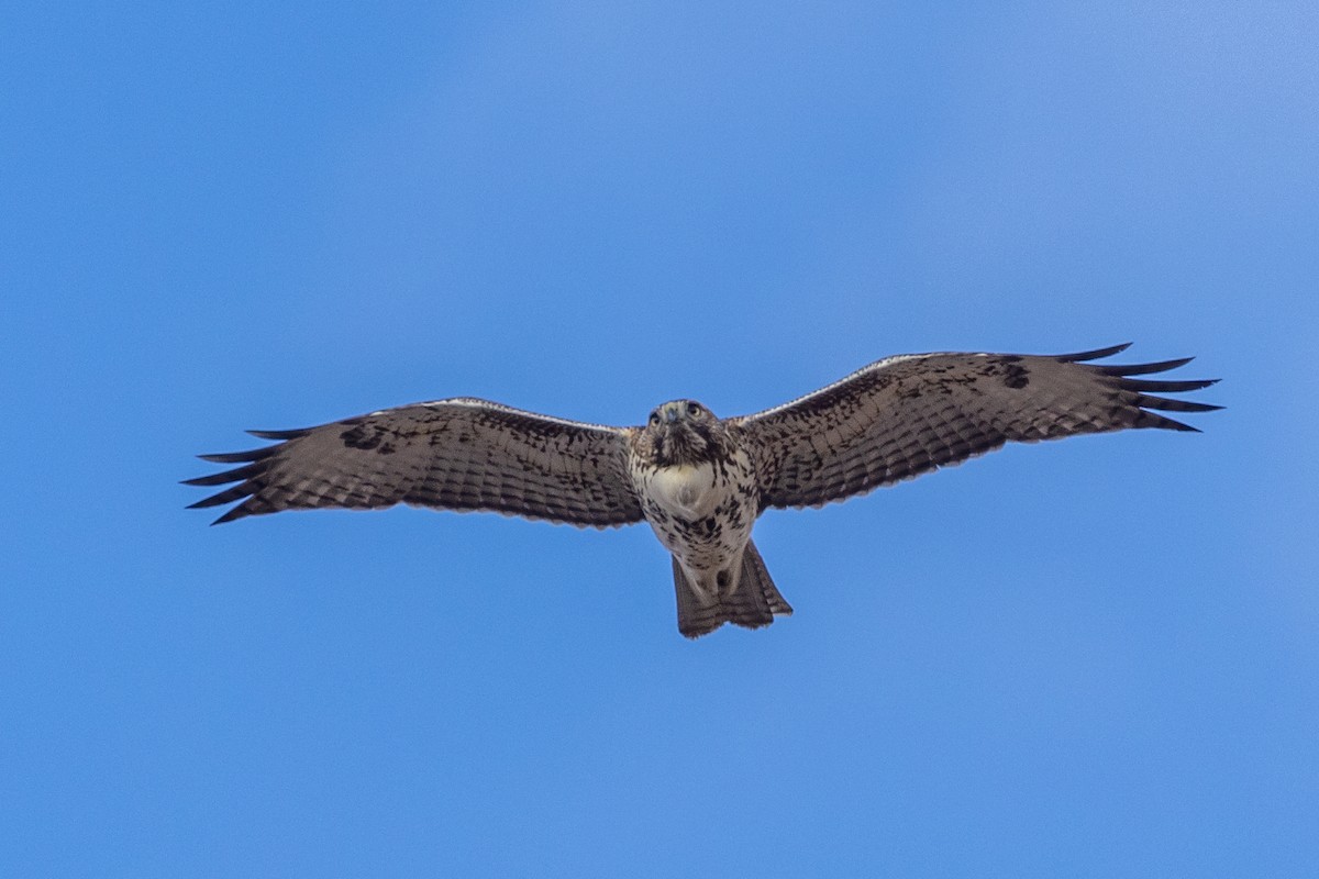 Red-tailed Hawk - ML611021790