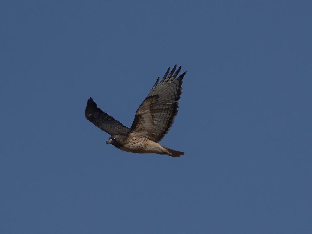 Rotschwanzbussard - ML611021842