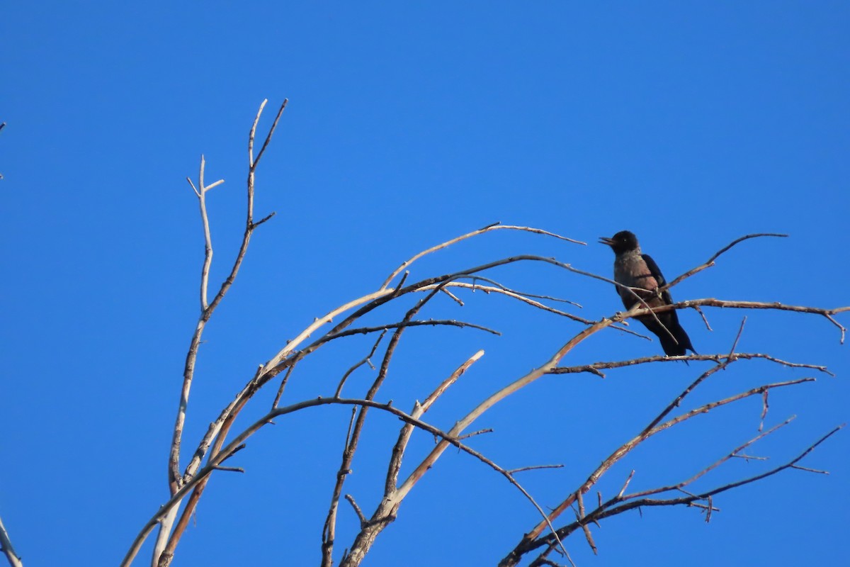 Lewis's Woodpecker - Shari Kearney