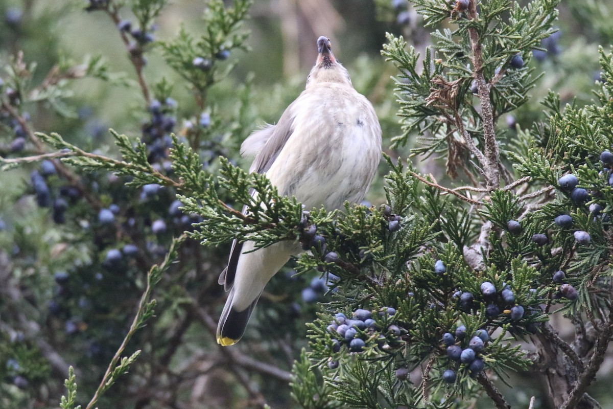 Cedar Waxwing - ML611021953