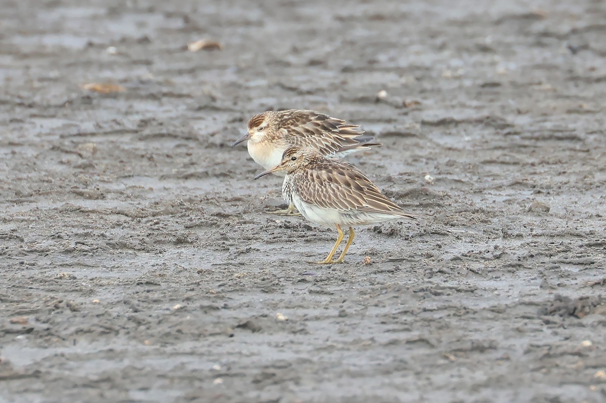 Graubrust-Strandläufer - ML611021956