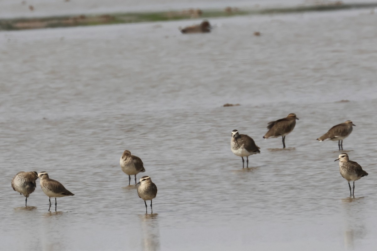 Sociable Lapwing - ML611021999