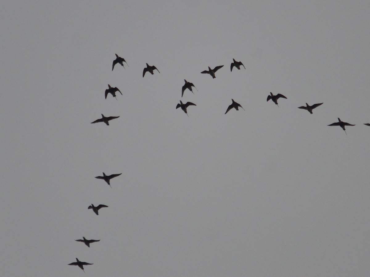 Long-tailed Duck - ML611022007