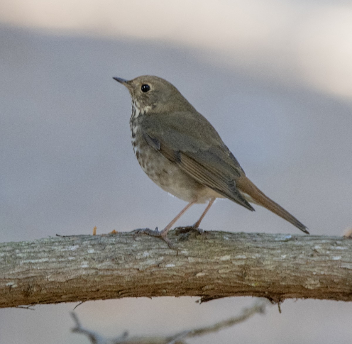 Hermit Thrush - ML611022011