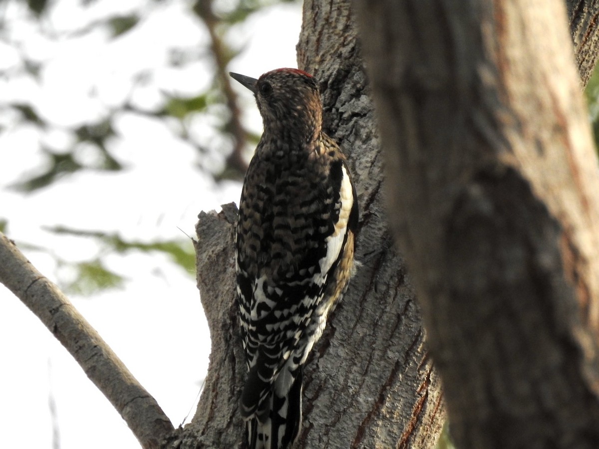 Yellow-bellied Sapsucker - ML611022036