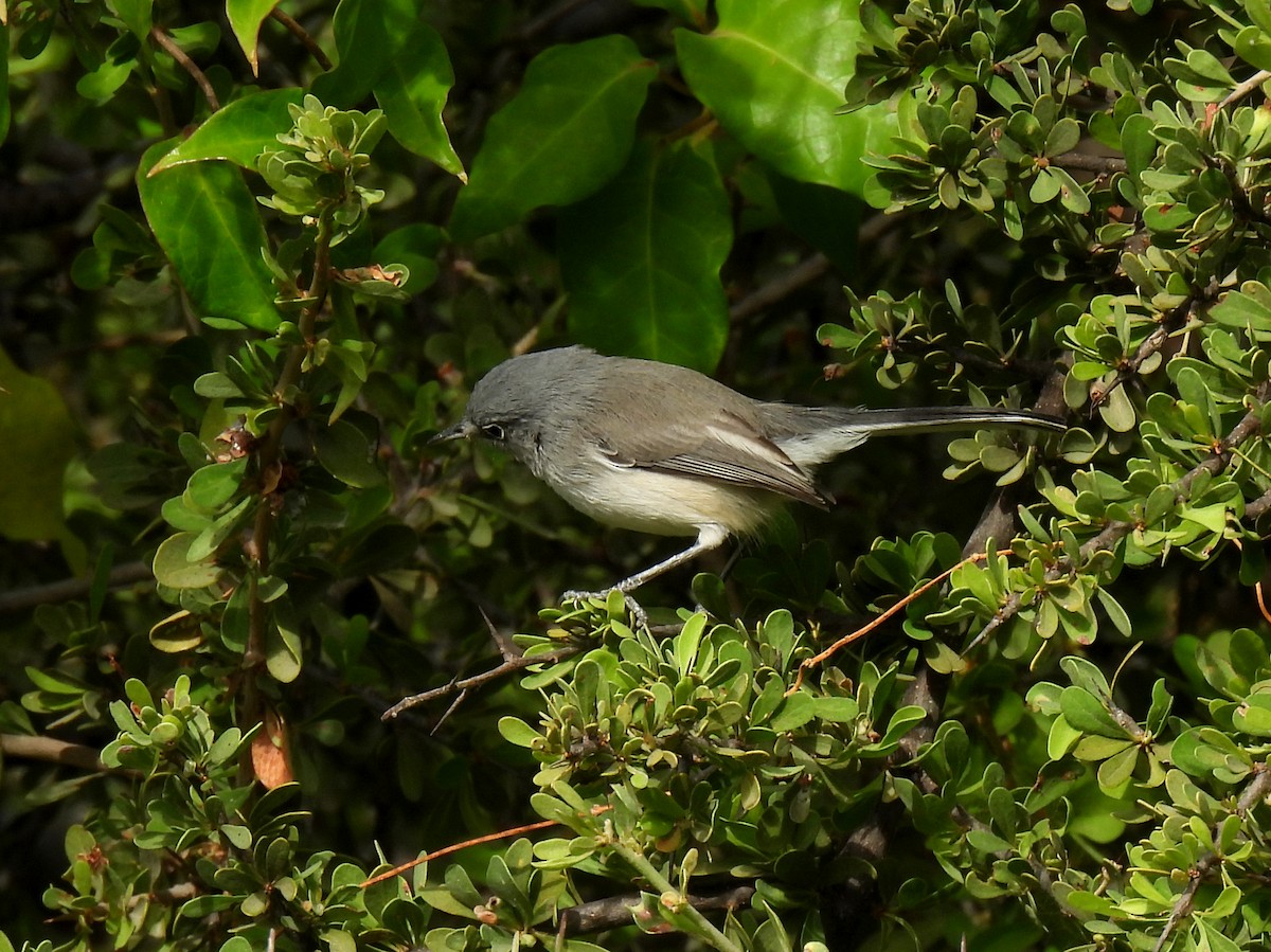 Blue-gray Gnatcatcher - ML611022120