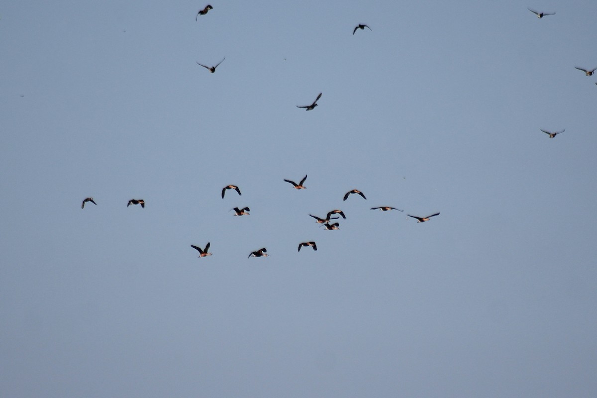 Fulvous Whistling-Duck - Will Johnson