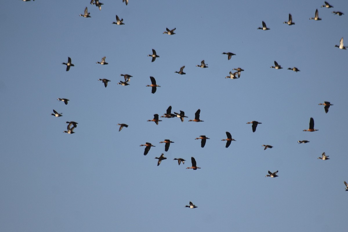 Fulvous Whistling-Duck - Will Johnson