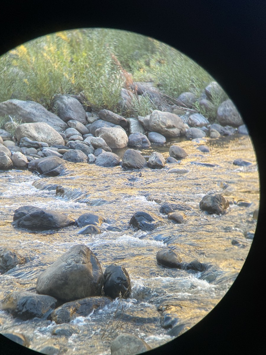 American Dipper - ML611022147
