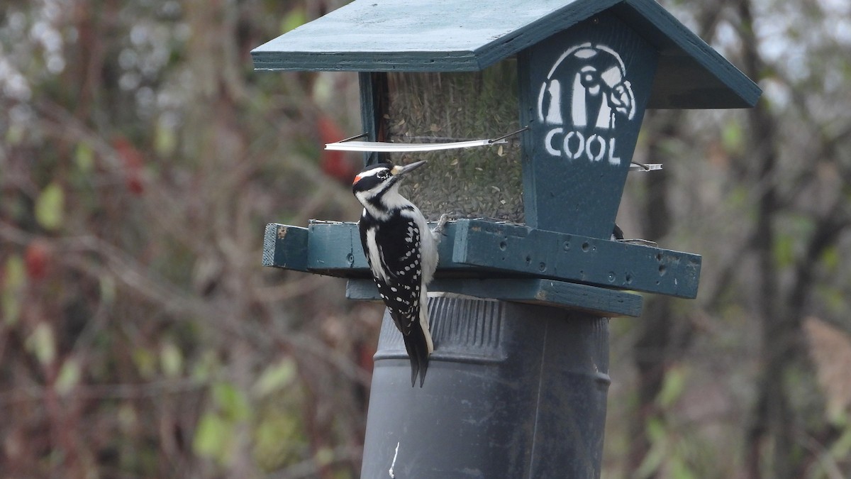 Hairy Woodpecker - ML611022296