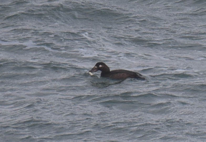 White-winged Scoter - ML611022390