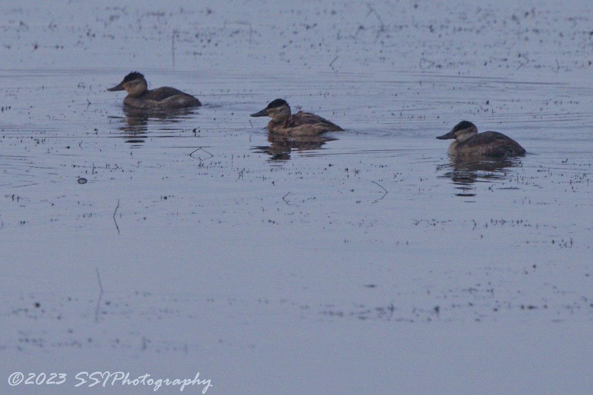 Ruddy Duck - ML611022402