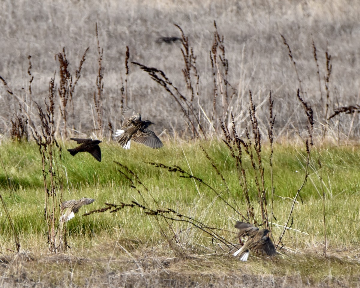 Western Meadowlark - ML611022466