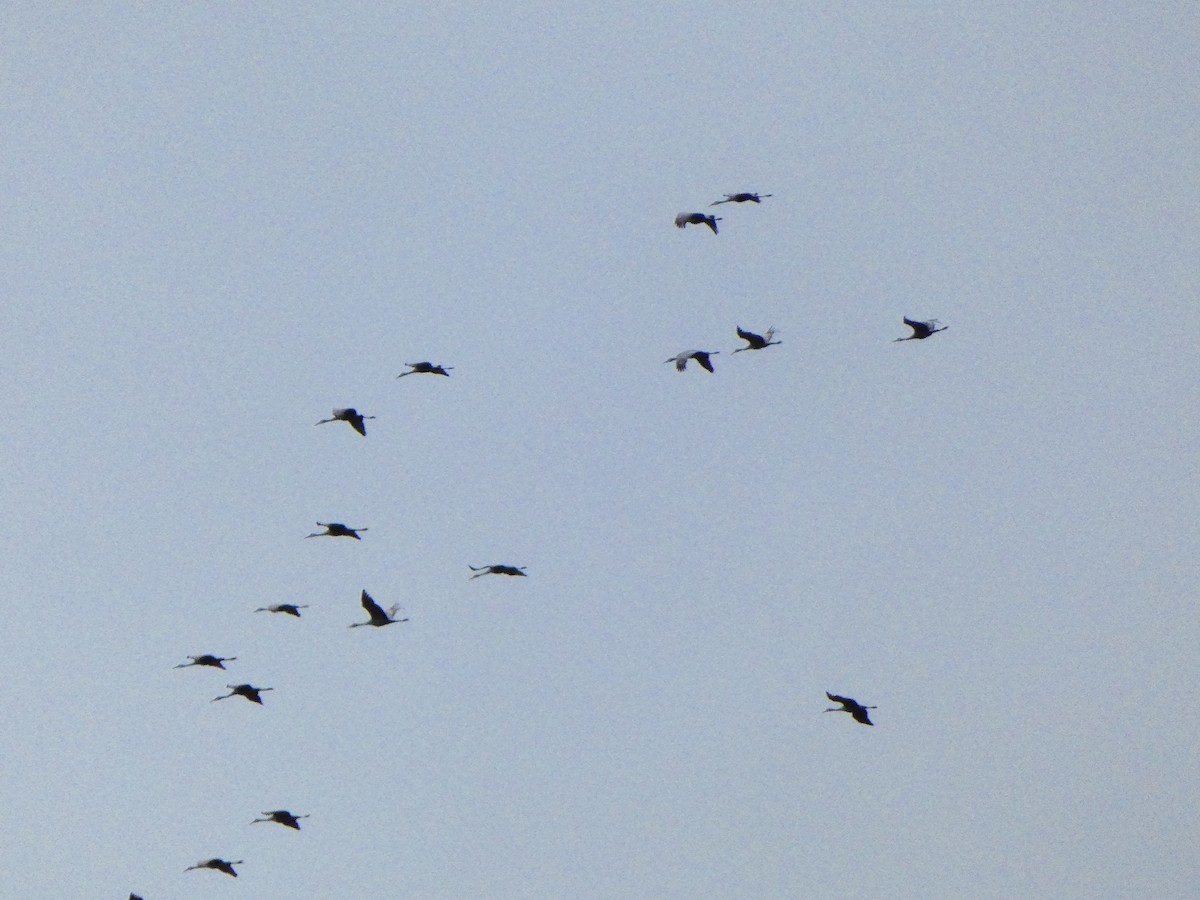 Sandhill Crane - ML611022488