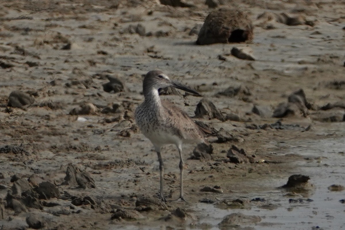 Chevalier semipalmé (inornata) - ML611022506