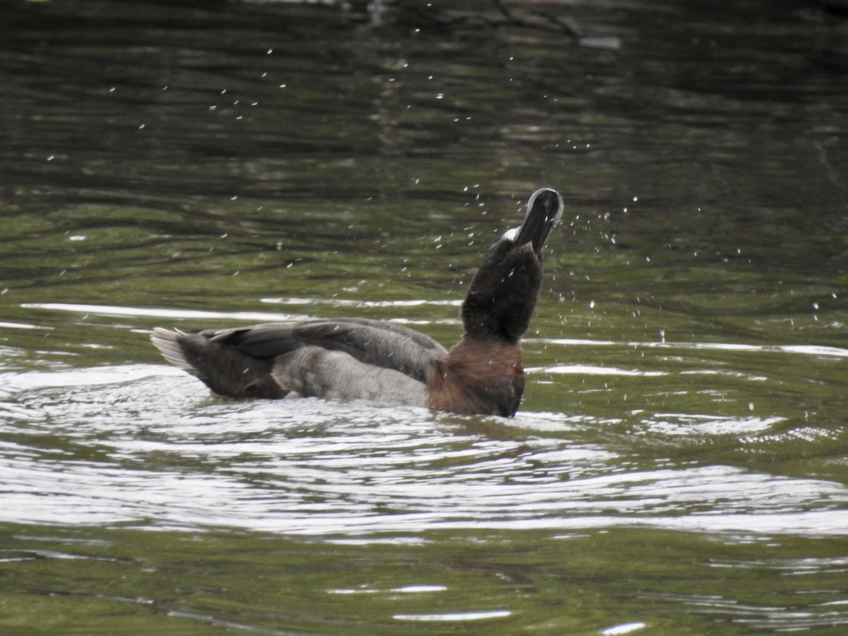 Greater Scaup - ML611022510