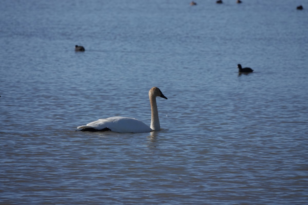 Cygne trompette - ML611022524