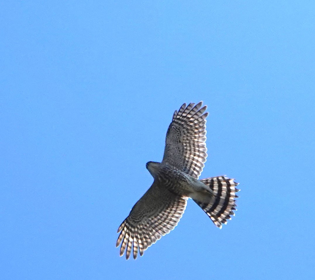 Sharp-shinned Hawk - ML611022534