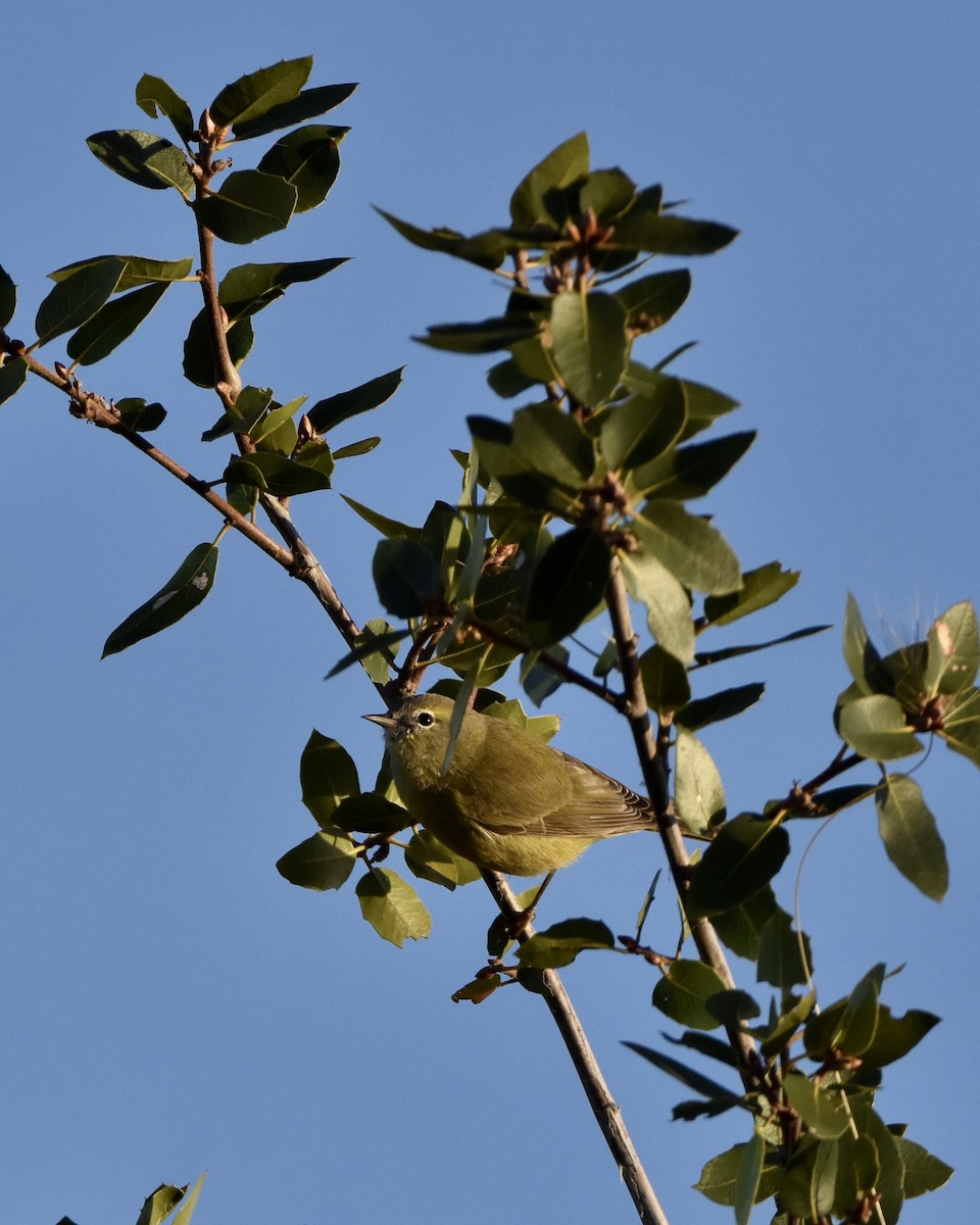 Orange-crowned Warbler - ML611022535