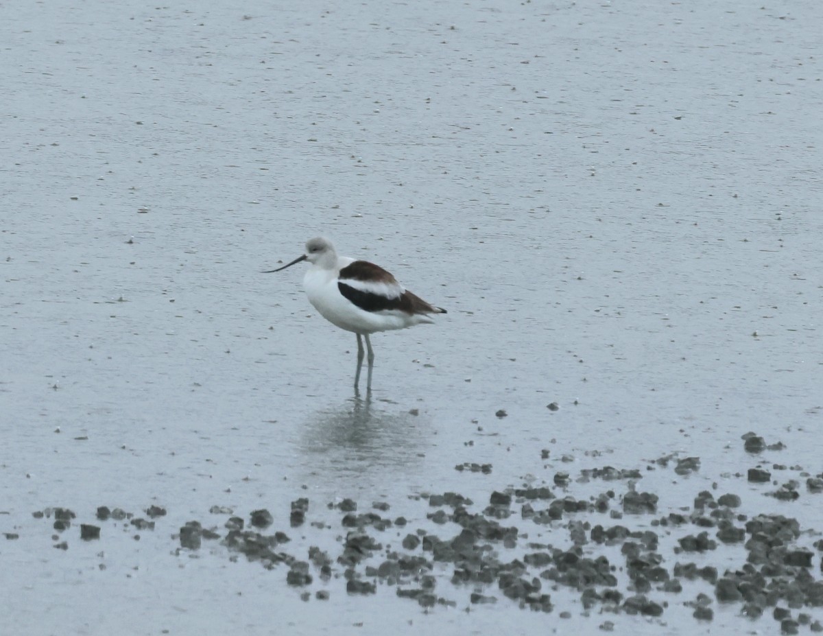 Avoceta Americana - ML611022562