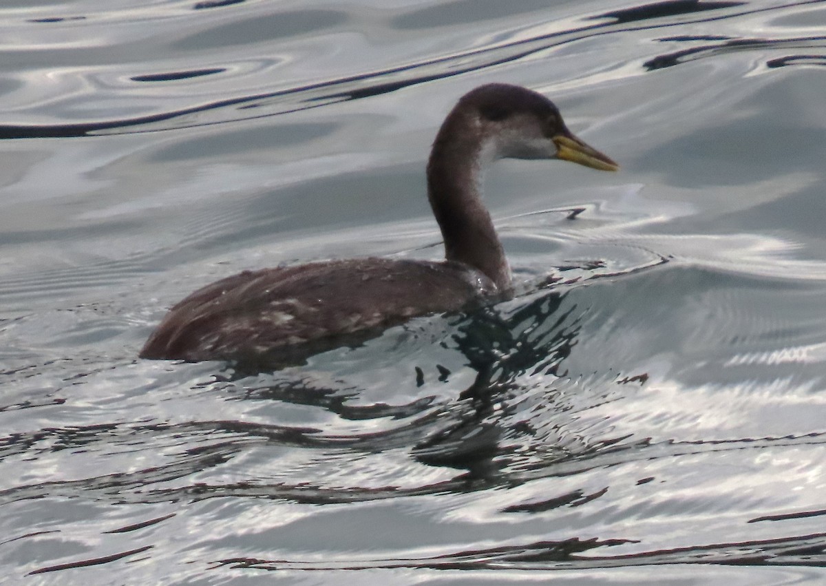 Horned Grebe - ML611022612