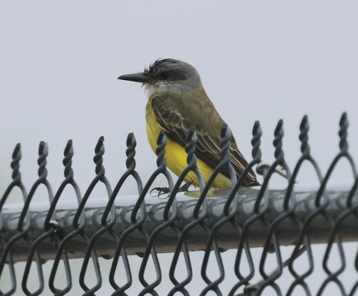 Tropical Kingbird - ML611022642