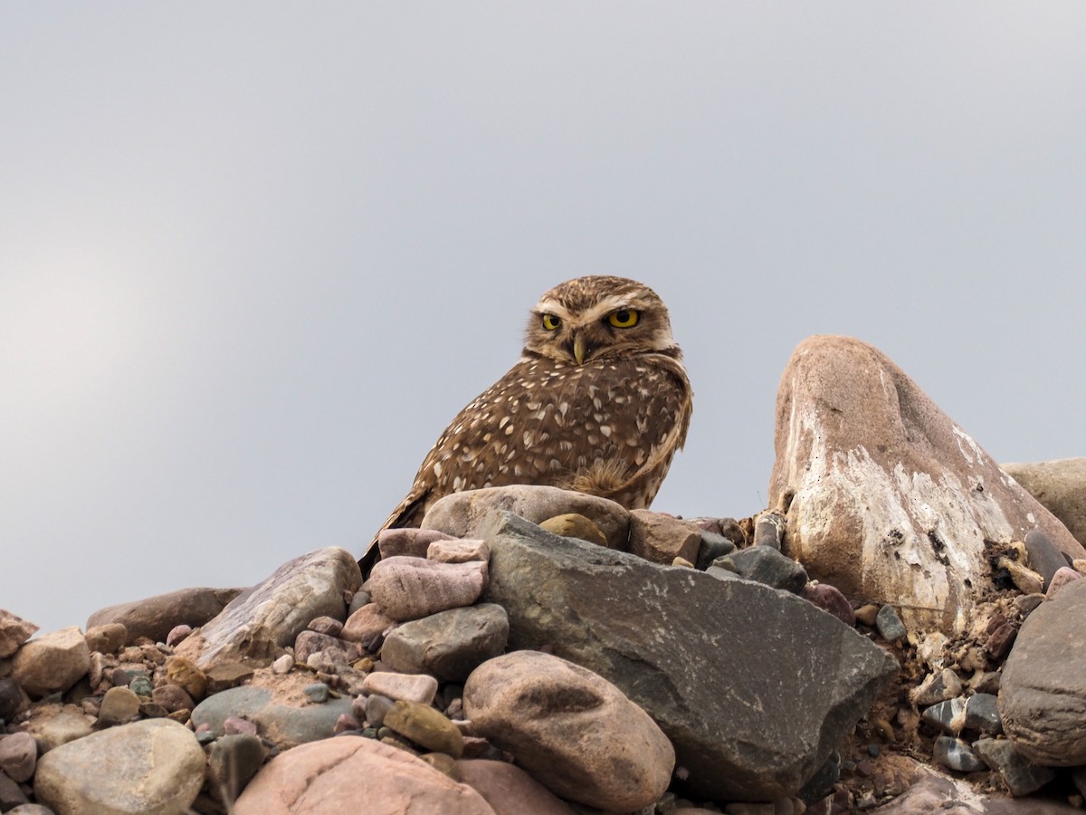 Burrowing Owl - ML611022675