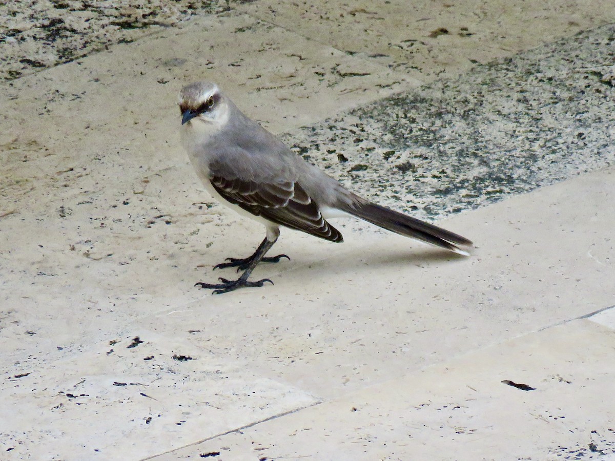 Tropical Mockingbird - ML611022684