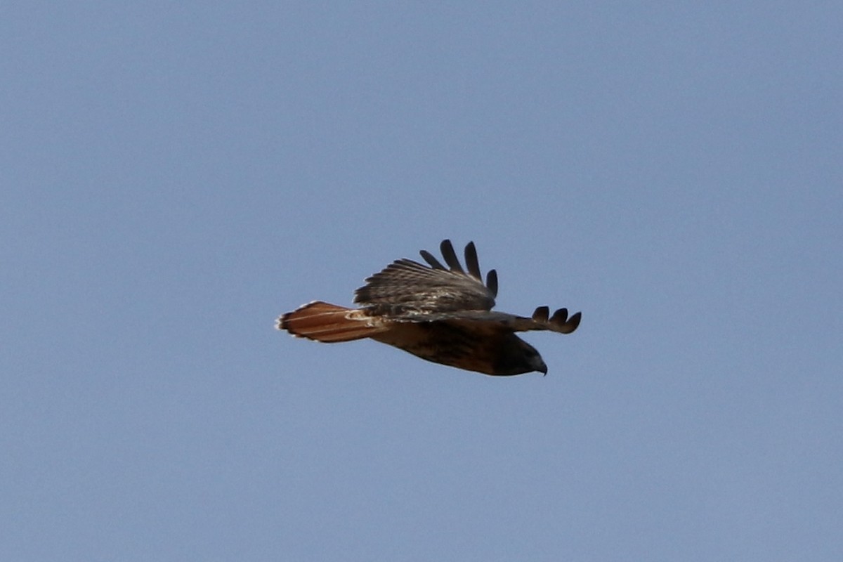 Red-tailed Hawk (abieticola) - Cullen Brown