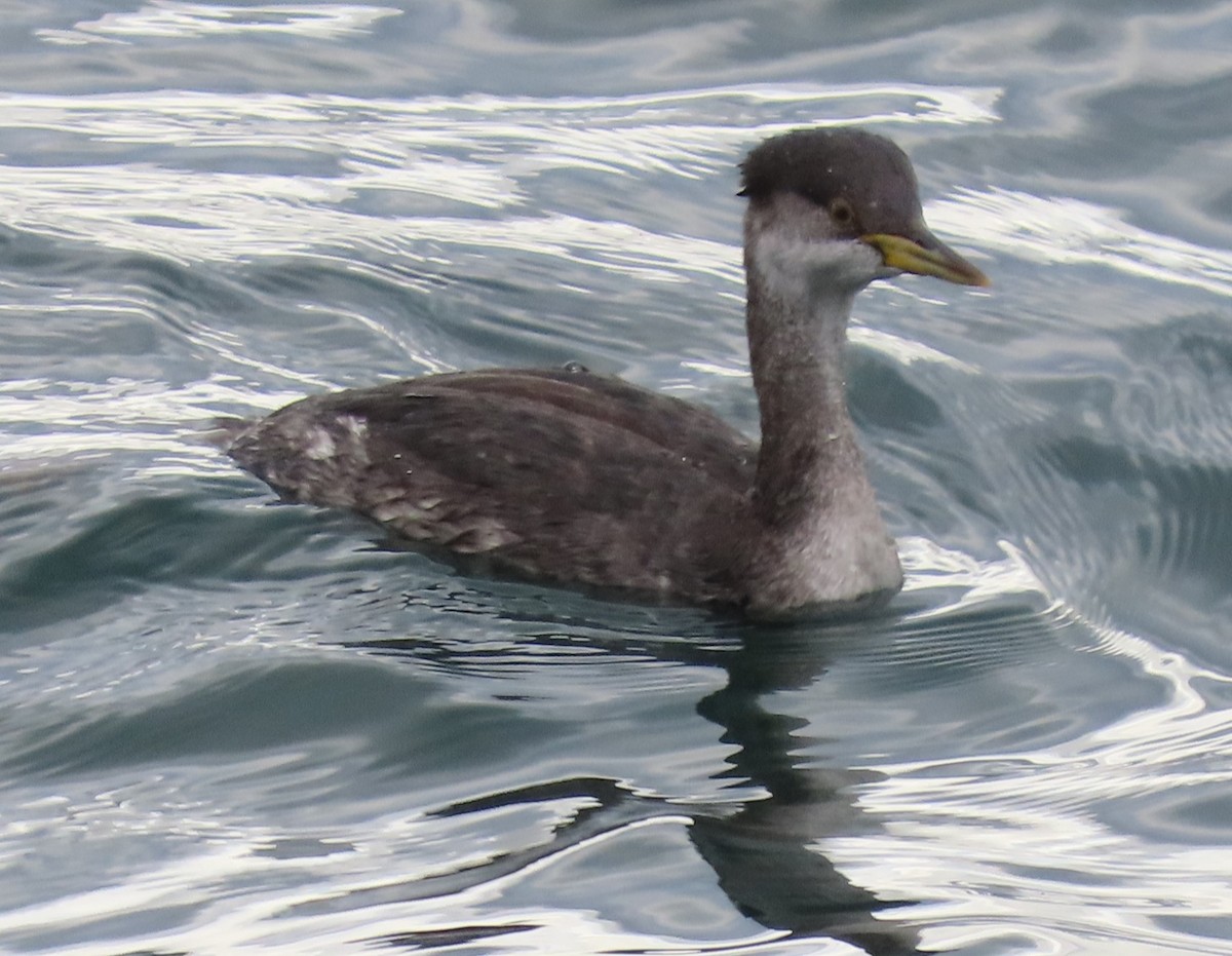 Horned Grebe - ML611022703