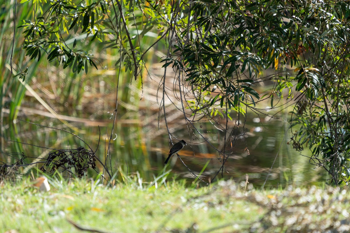 Eastern Phoebe - ML611022751