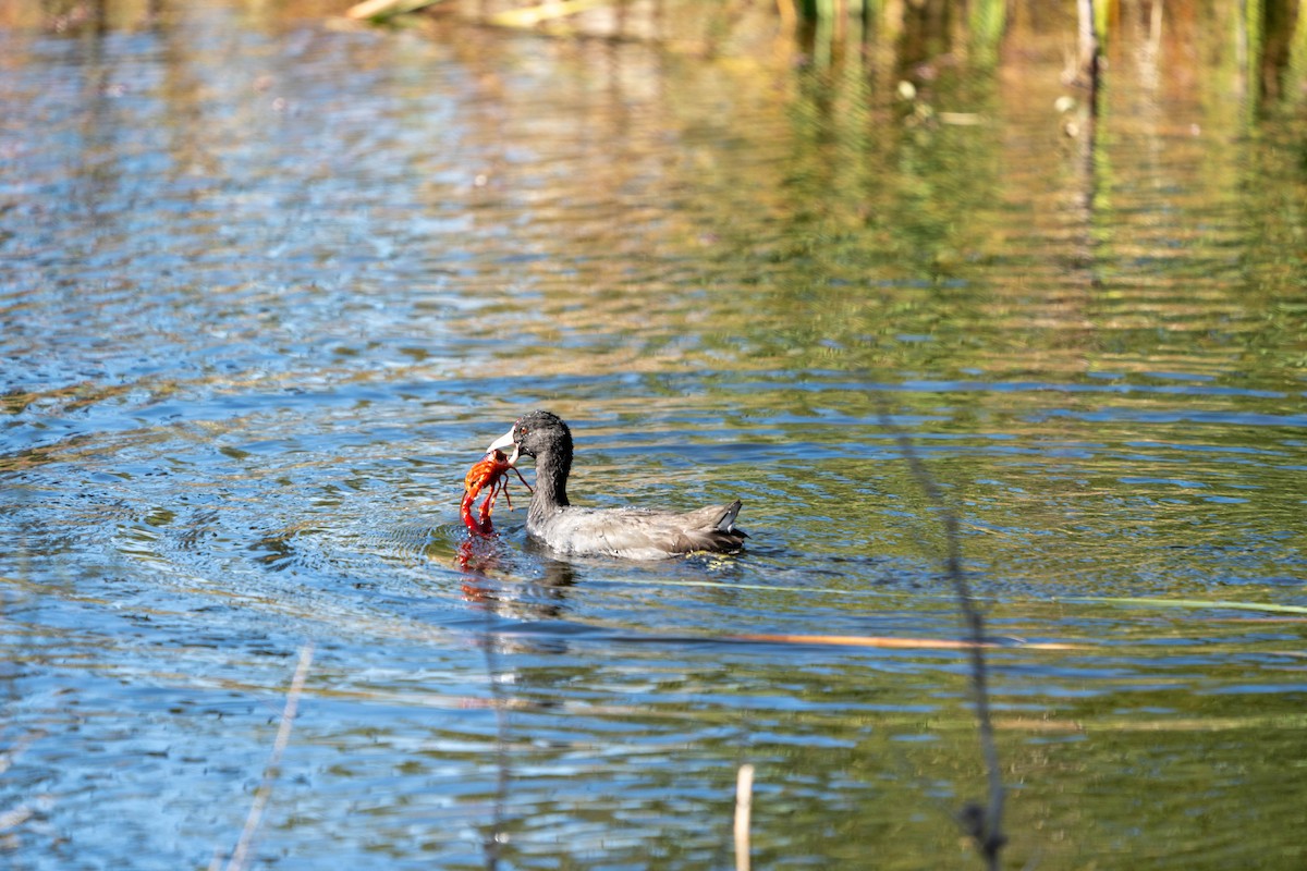 American Coot - ML611022798