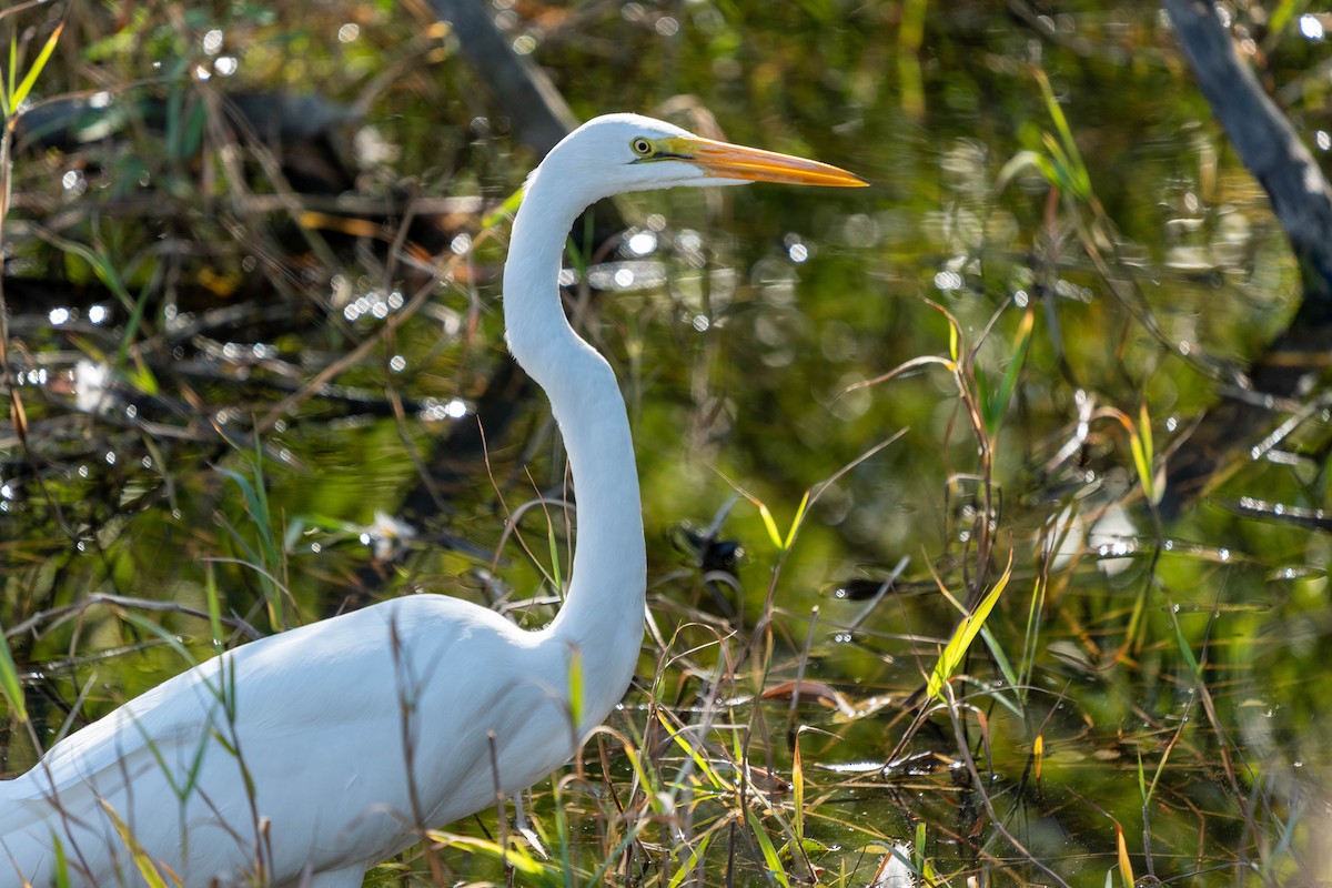 Great Egret - ML611022819