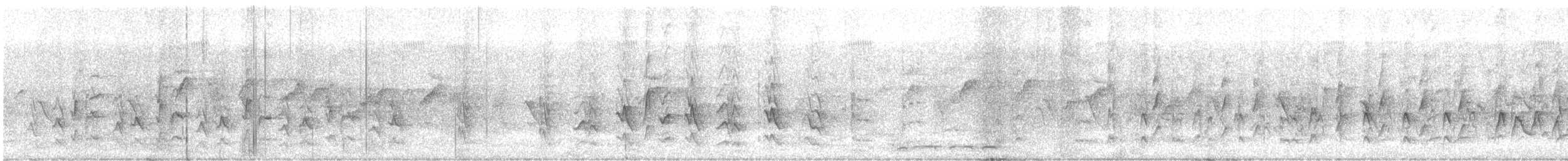 Méliphage fascié - ML611022880