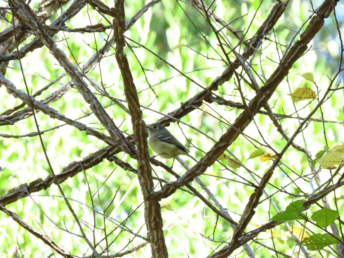 Hutton's Vireo (Pacific) - ML611022958