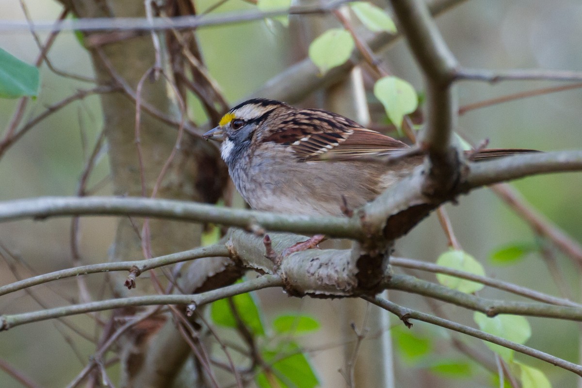 White-throated Sparrow - ML611022959