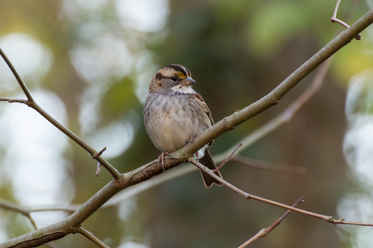 White-throated Sparrow - ML611022960