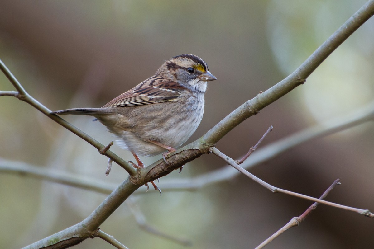 White-throated Sparrow - ML611022961