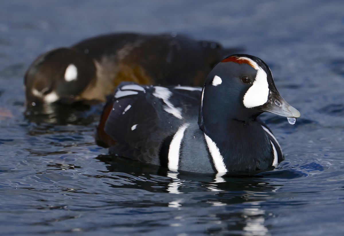 Harlequin Duck - ML611023013