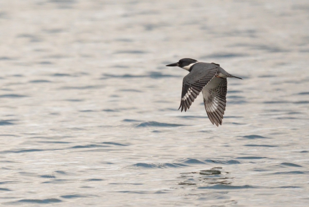 Belted Kingfisher - Matthew Dickerson