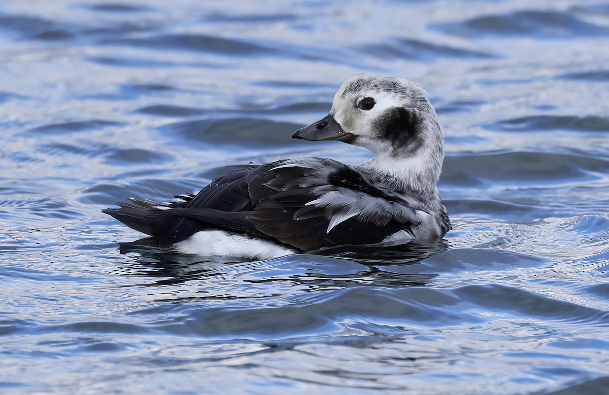Long-tailed Duck - ML611023105