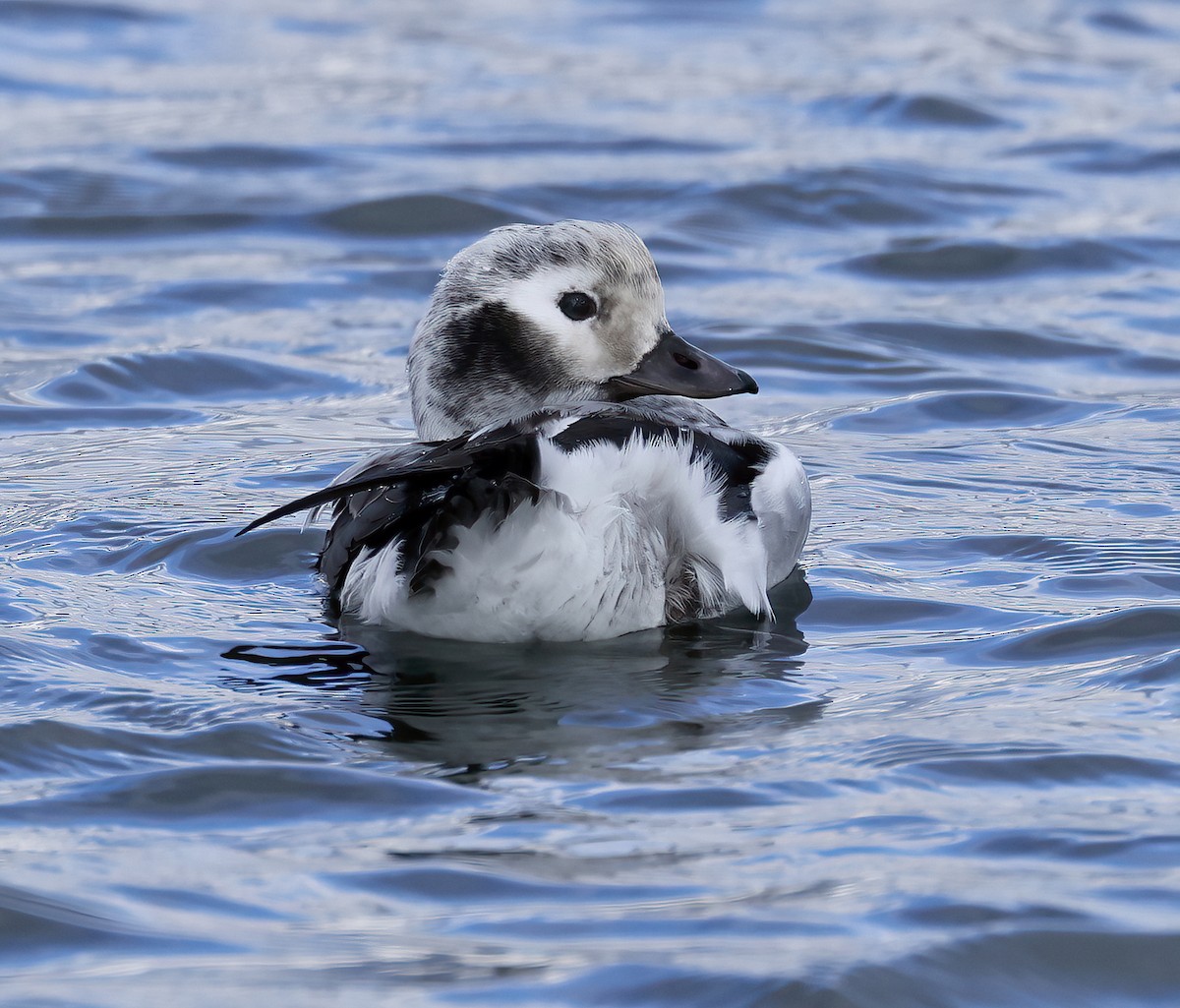 Long-tailed Duck - ML611023108
